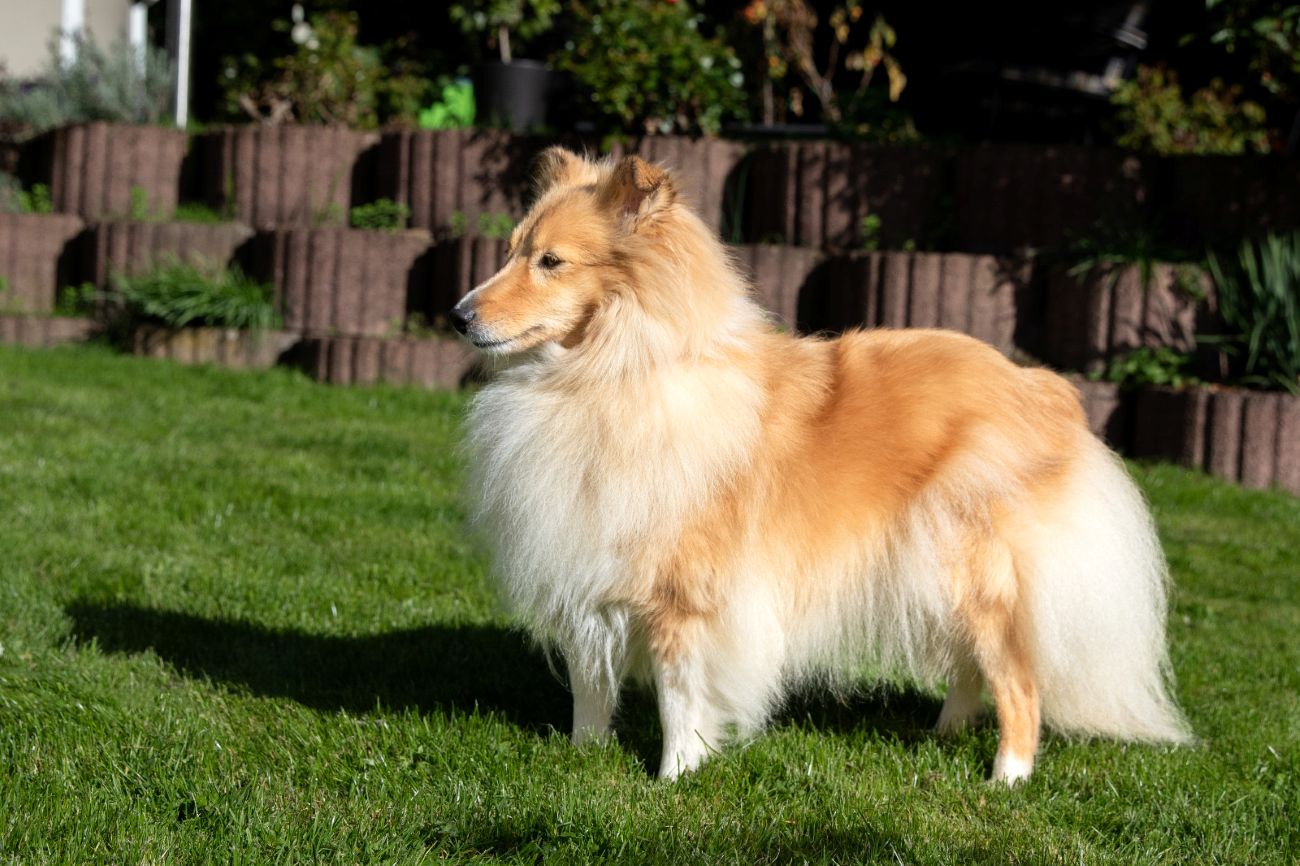 Bild laden 13334_DogCloud.JPG