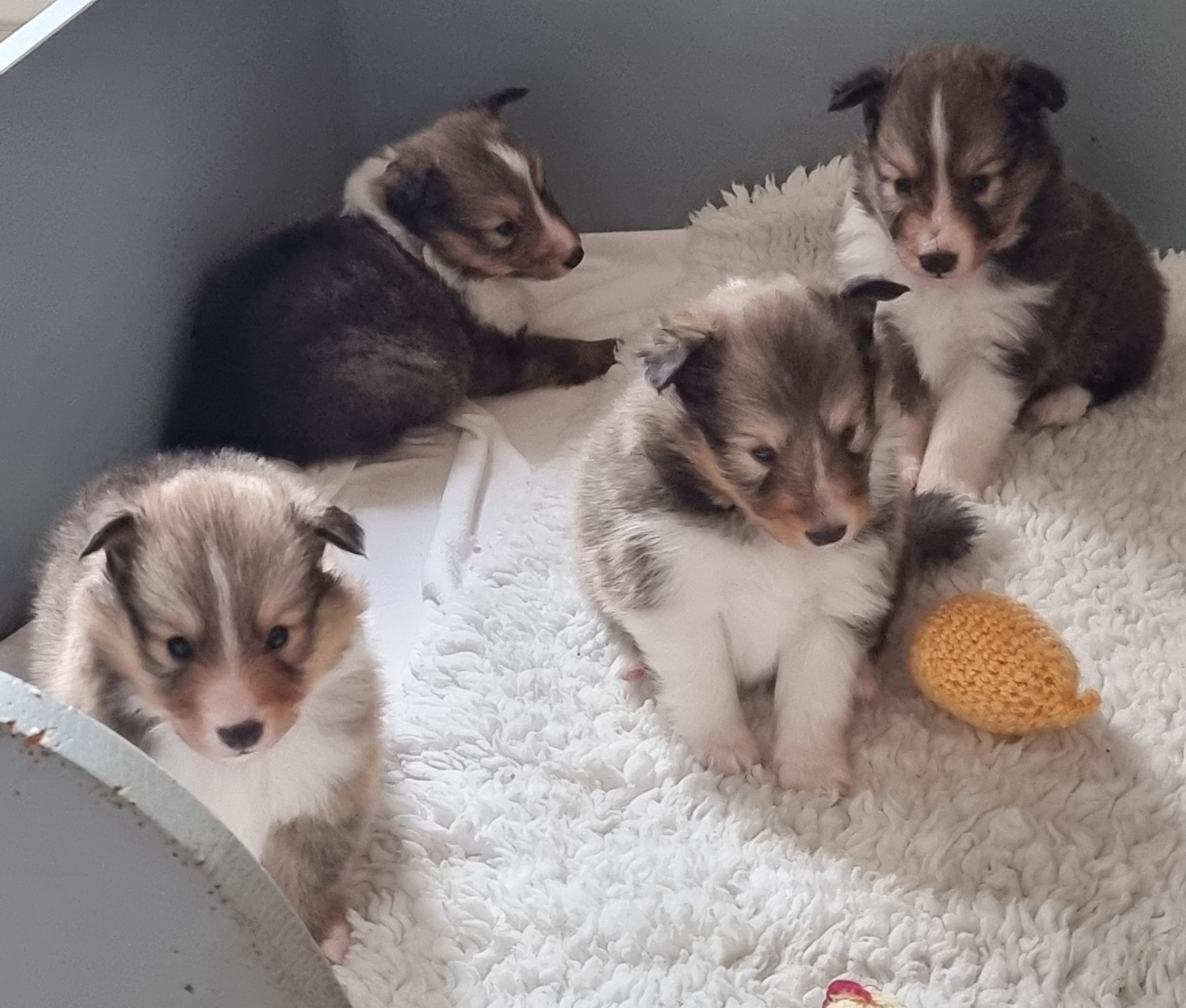 Bild laden wb_1591_1.jpg